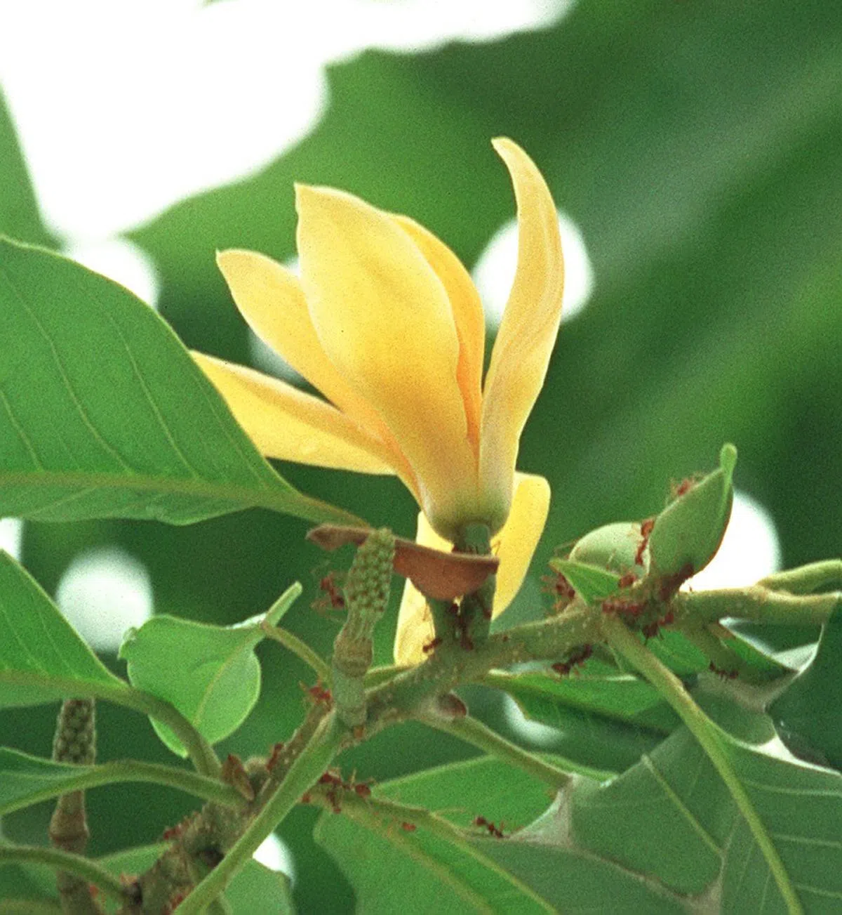  新加坡的玉兰花又称为：Chempaka。（联合早报） 