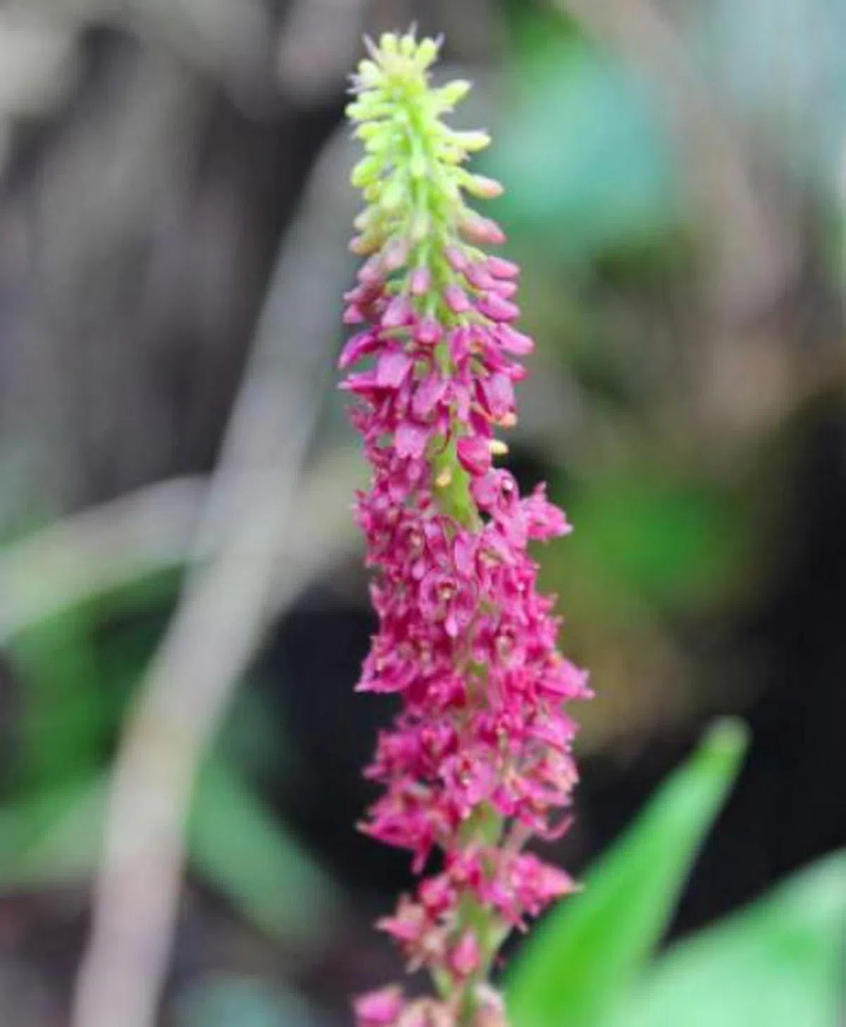  一度被认为灭绝的陆生兰花（Dienia ophrydis）。（互联网） 