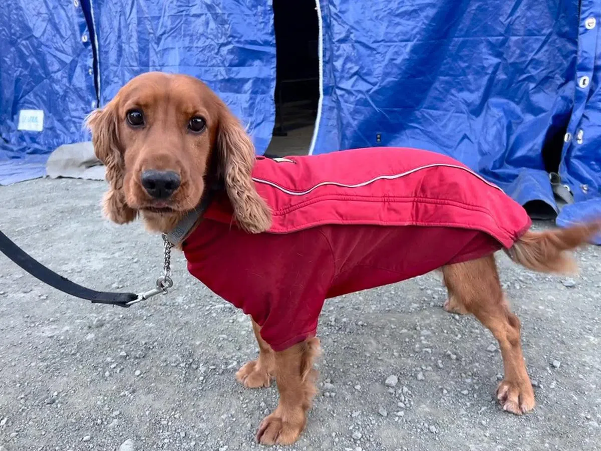 身穿保暖夹克的可卡犬Timmy。（取自民防部队脸书）