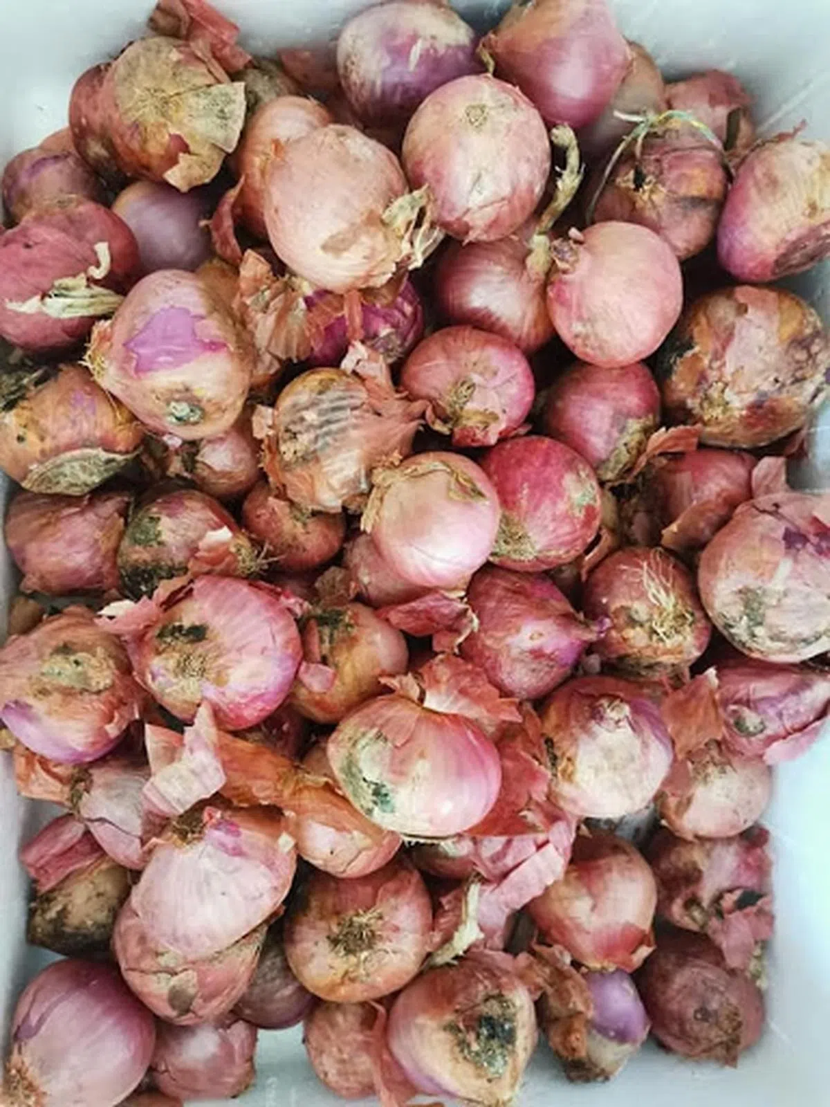  一些长相不佳的蔬果终究难逃被丢掉的命运。（填补社区冰箱志愿团体面薄） 