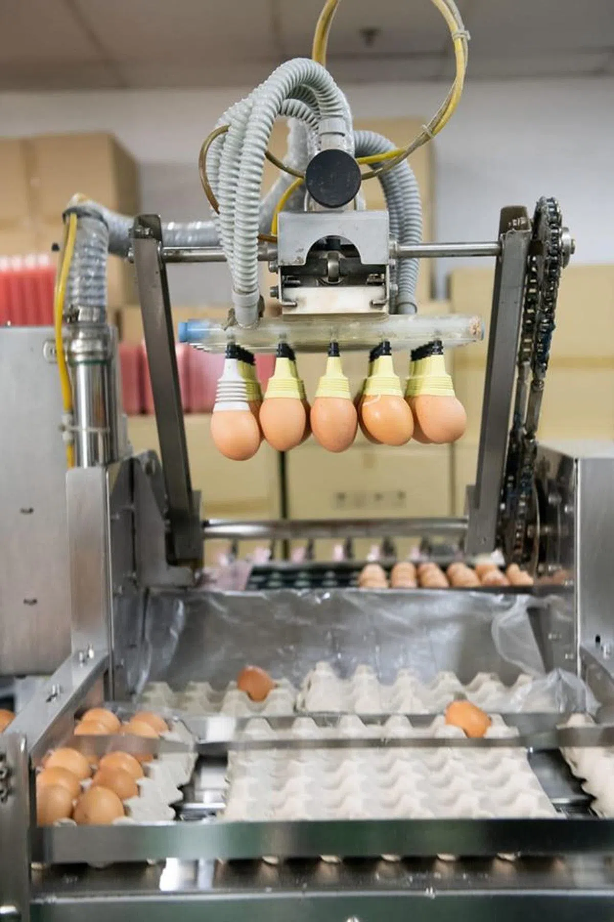  将波兰鸡蛋包装成30粒一盘。（陈振声面簿） 