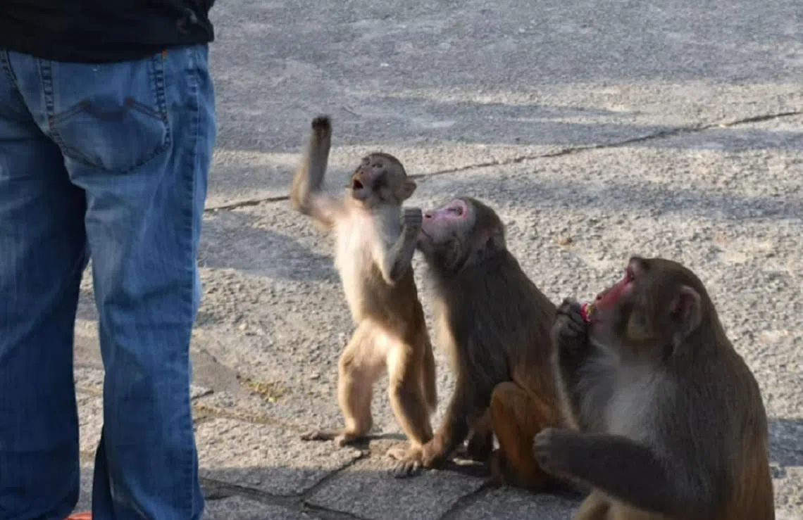 设计对白：“快给我点吃的，不然我就咬你！”（香港01）