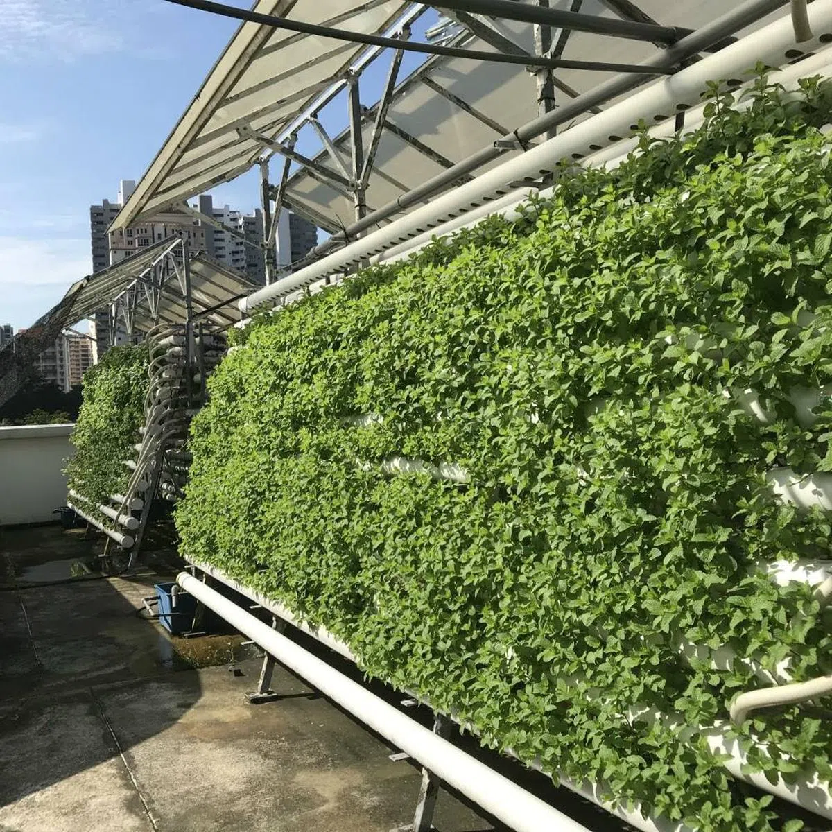  Comcrop的竖向农田。（新加坡食品局） 