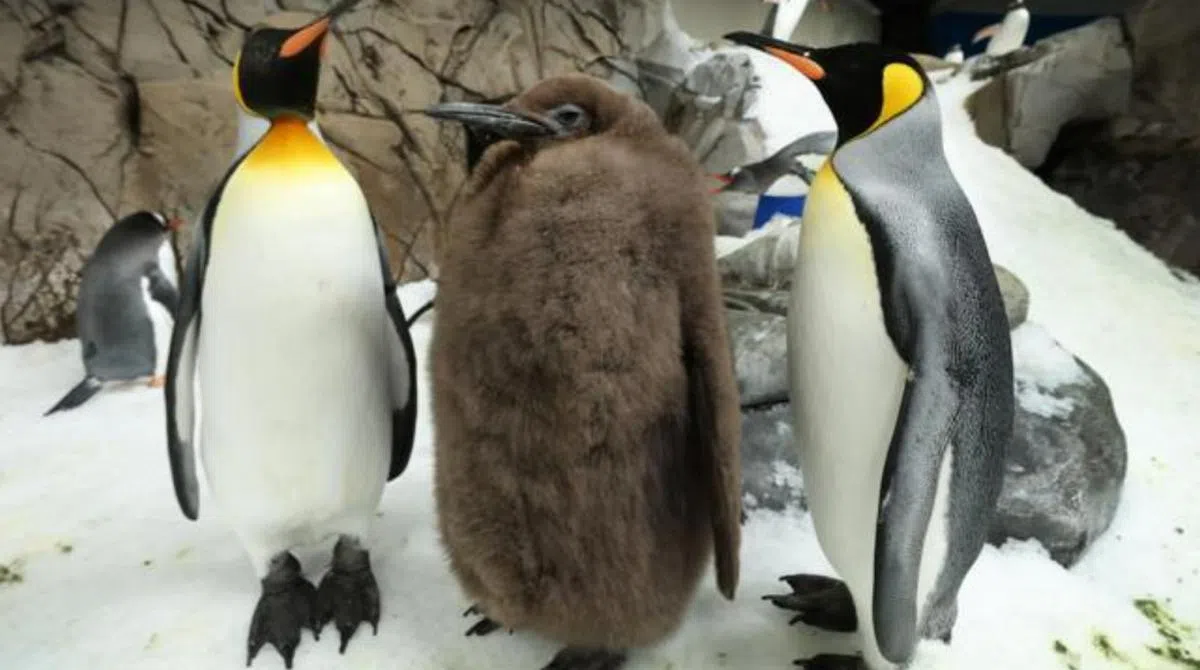 确定是一家人吗？（墨尔本海洋生物水族馆脸书）