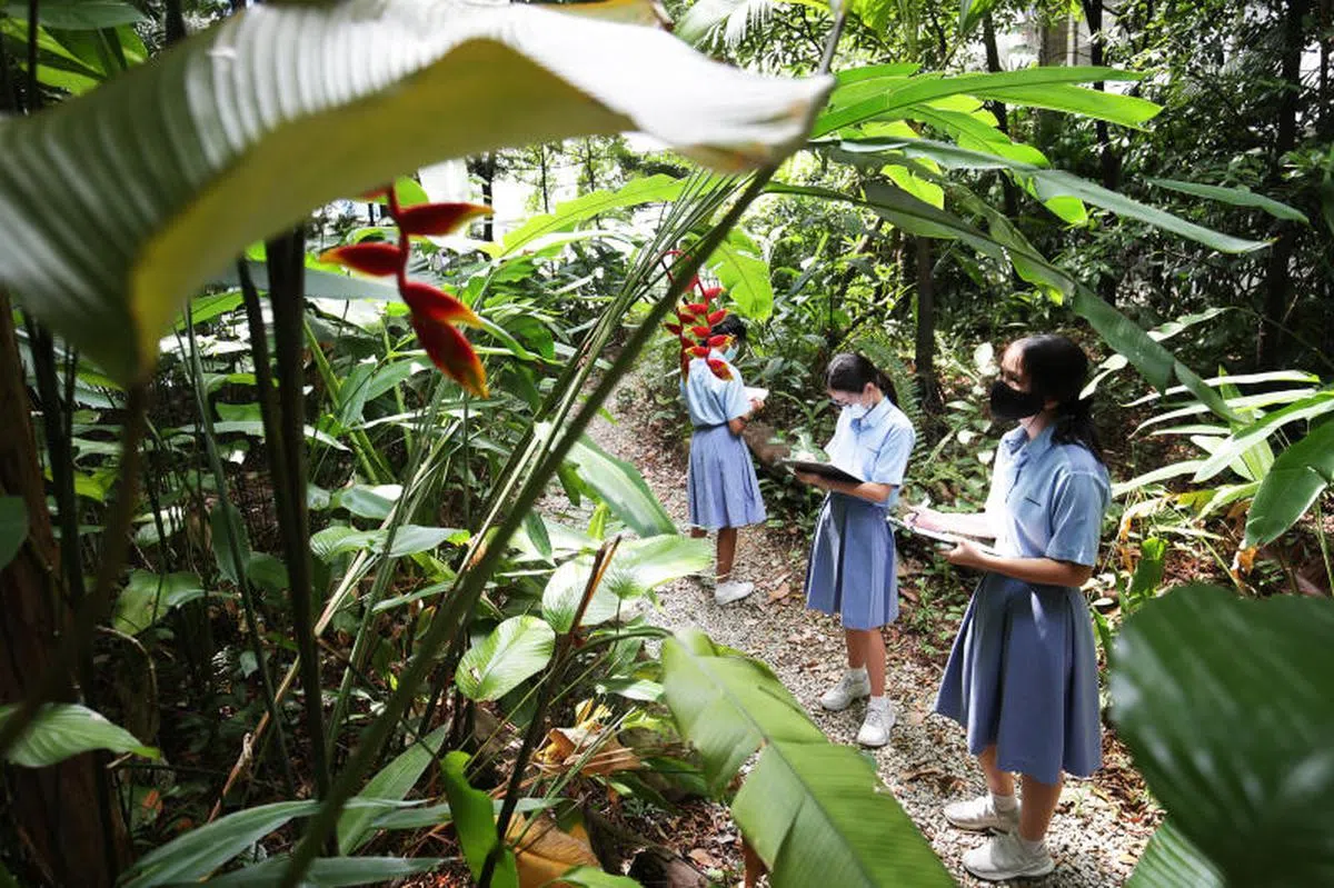  教育部的“4C”计划，让学校在校园内种植树木、设置更多生态栖息地，以及使用节能和可持续设施。（联合晚报） 