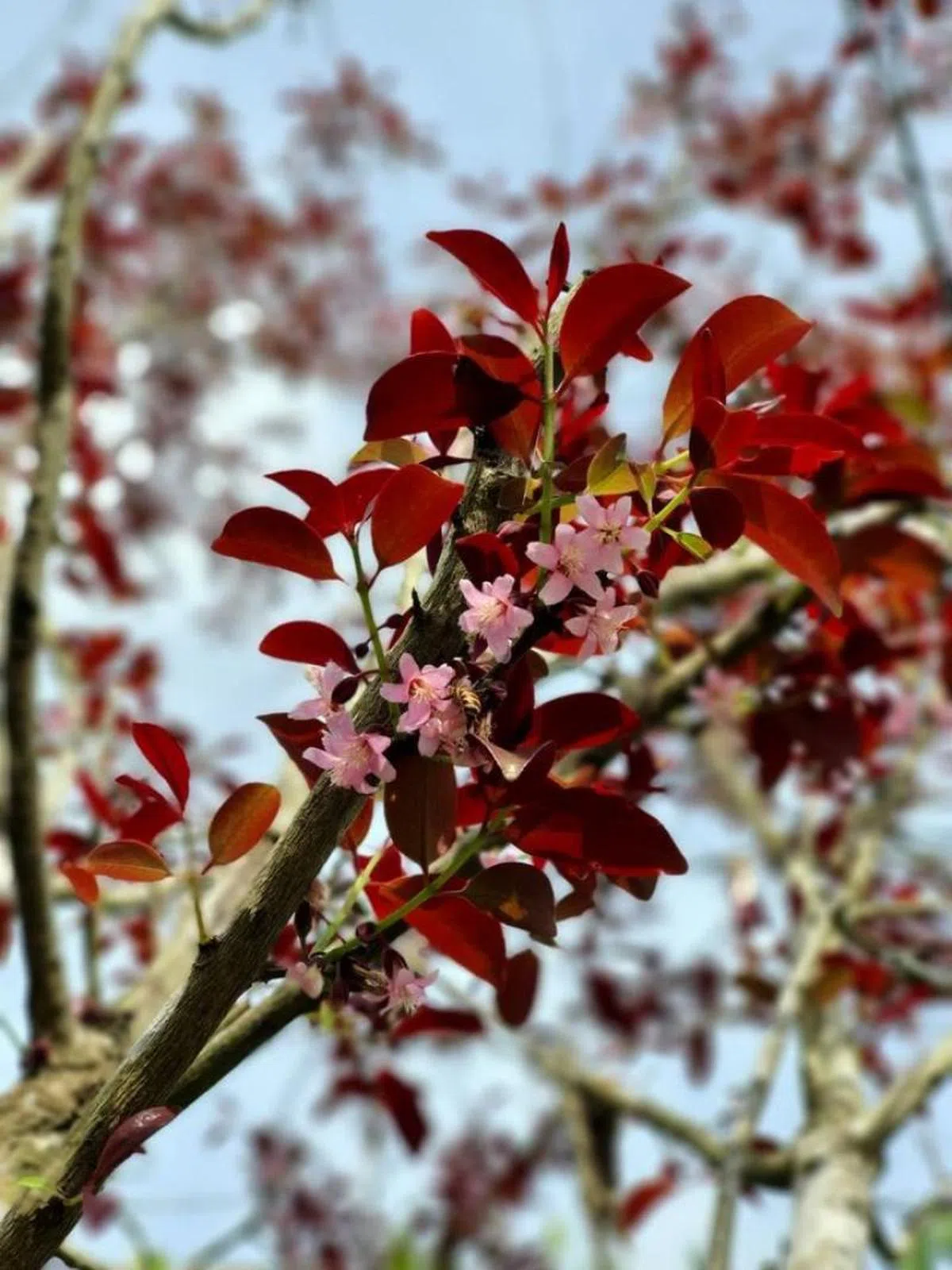  罗尼路上的Derum（Cratoxylum maingayi）。（Jason Yong） 