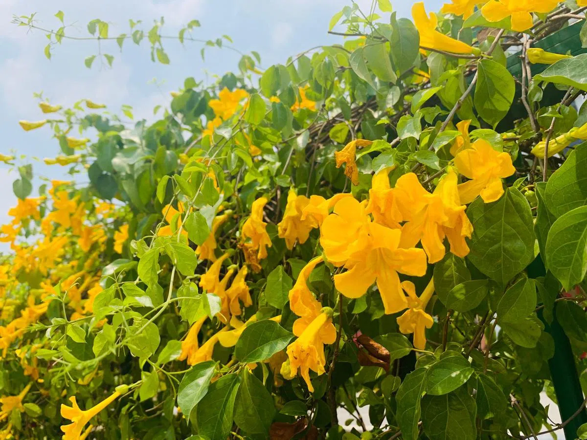  （国家公园局） 