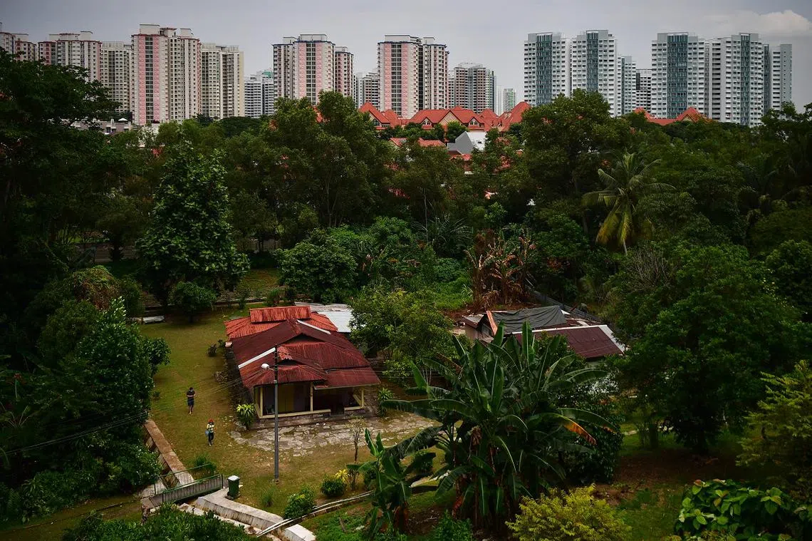 四周组屋林立，使简陋的锌板屋格外显眼。（海峡时报）