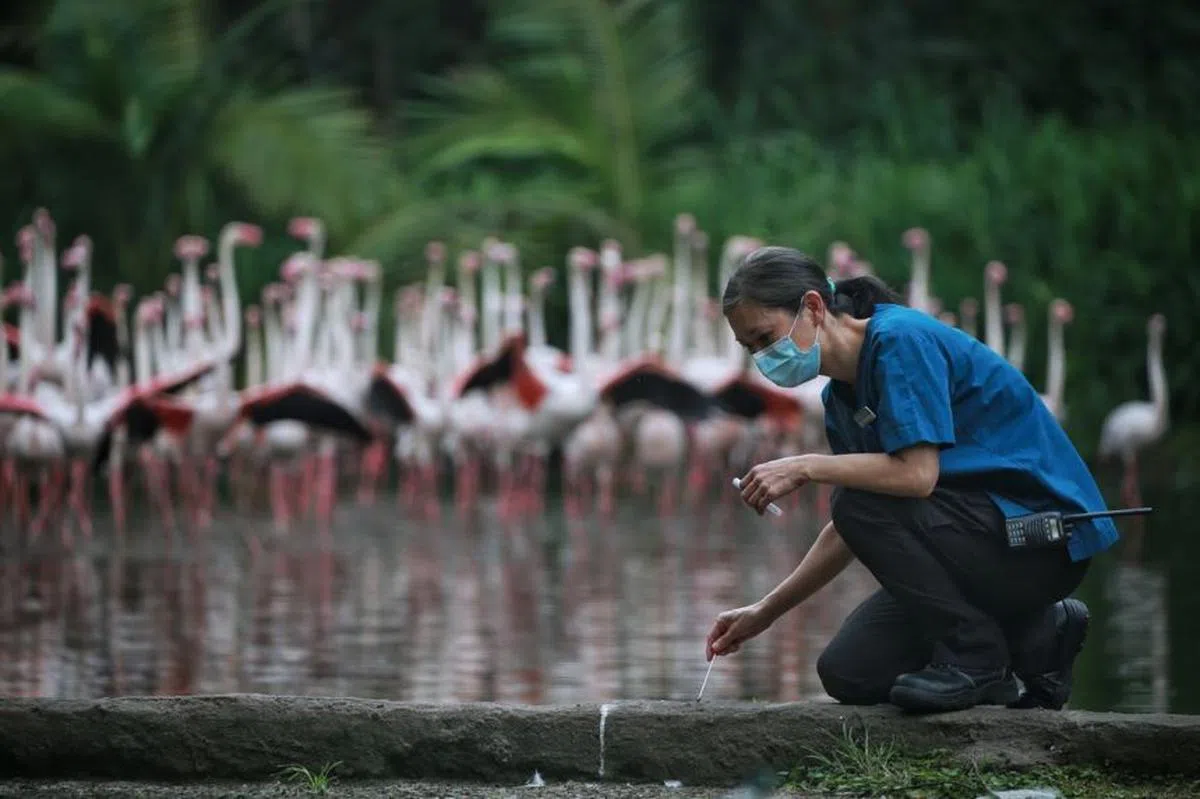  48岁的护士Keiko Watanabe在美洲红鹳(greater flamingo)湖边收集它们的粪便。（海峡时报） 