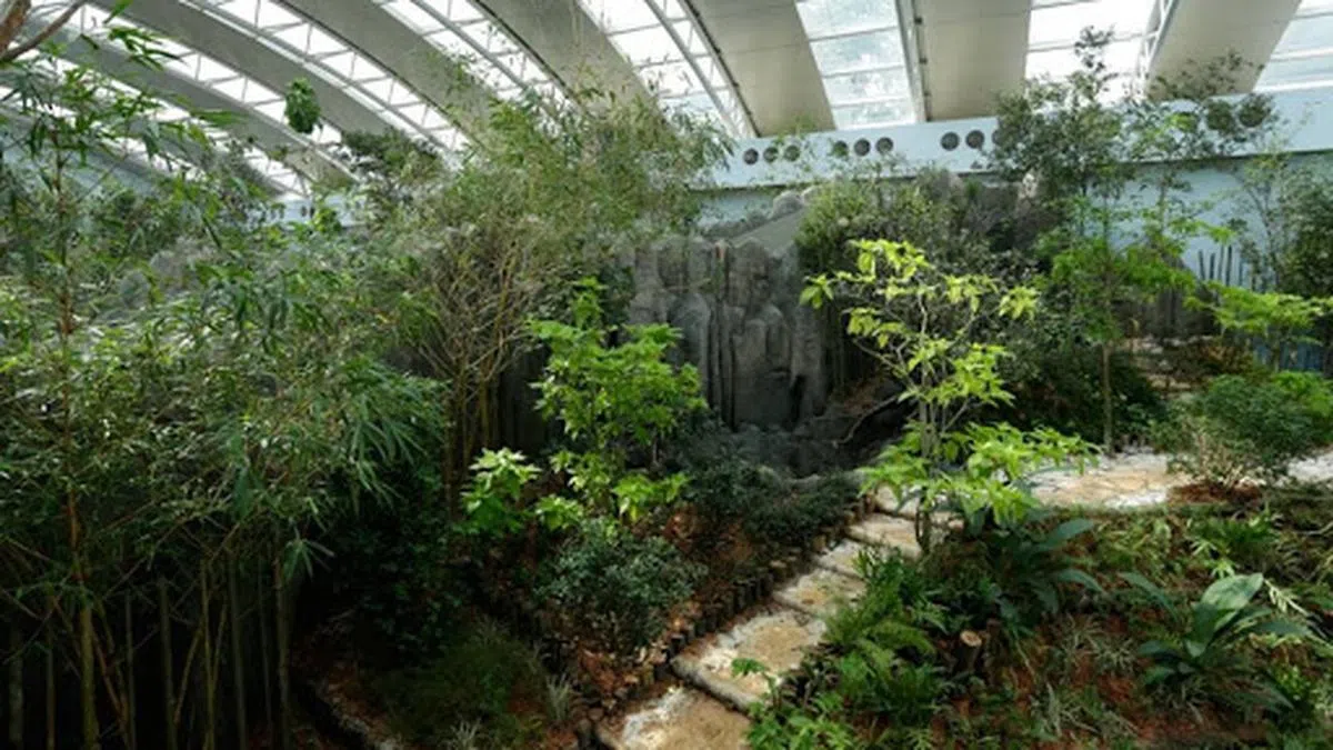  凯凯和嘉嘉的家。（新加坡野生动物保育集团） 