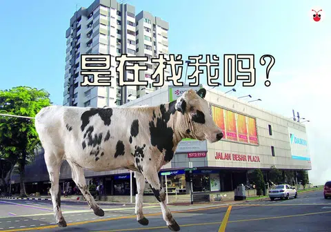 牛主人表示牛还未出逃，称“去Jalan Besar”才算出逃。Jalan Besar的居民不要怕，这是张合成图（Property Guru/联合晚报）