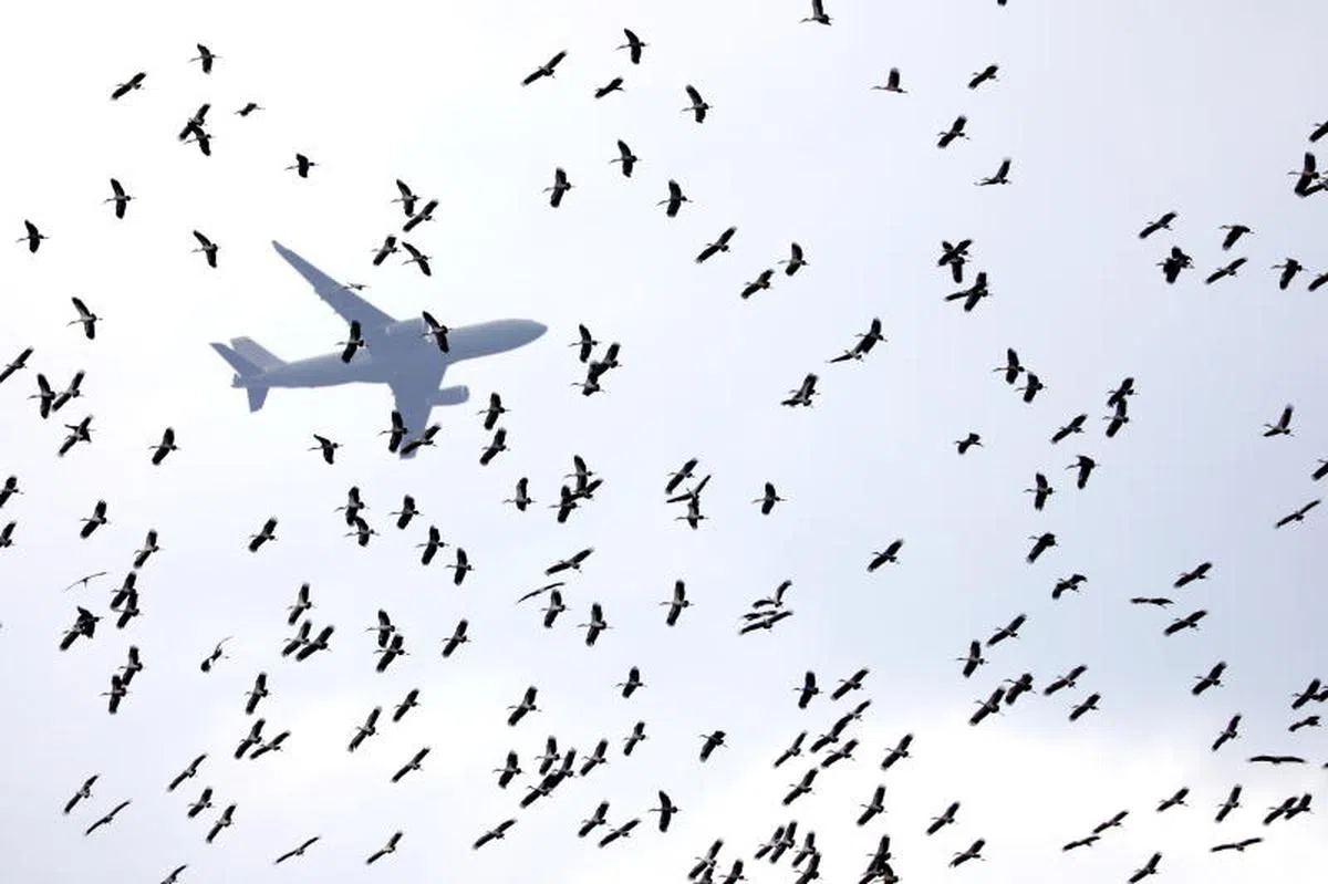 钳嘴鹳在西方俗称“送子鸟”，是一种体型较大的鸟类，体长约80厘米。　虽然钳嘴鹳也曾出现在新加坡，但突然出现这么一大群仍十分罕见，它们通常会在泰国等地的稻田里觅食。（联合早报）