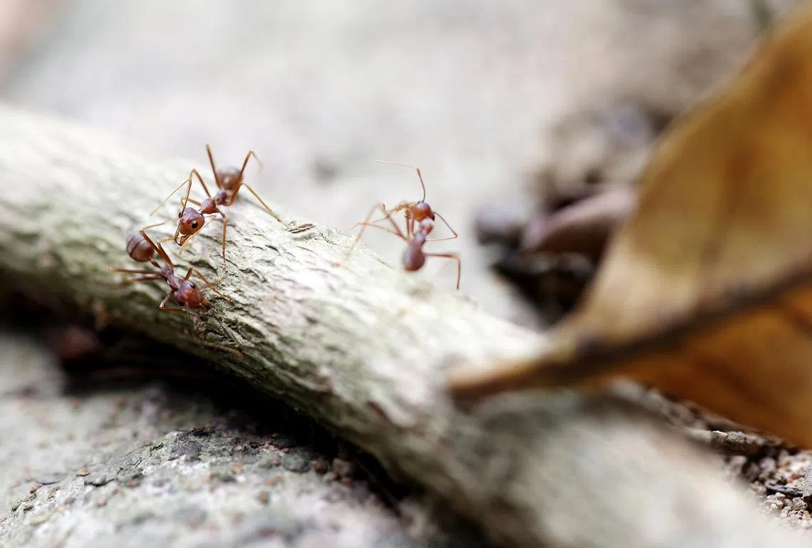 （设计对白）“我们蚁小力量大！”（联合早报）