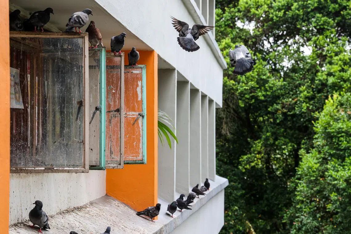 鸽子群聚组屋窗外，留下粪便污迹斑斑。（联合早报）