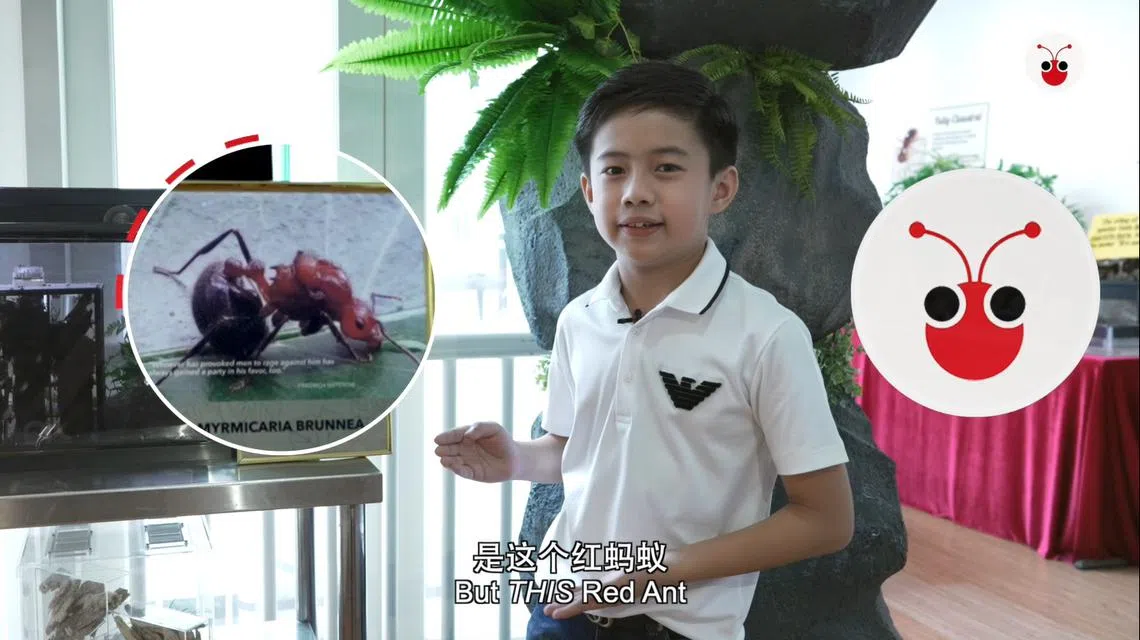 新加坡蚂蚁博物馆的小小专家Jayden（11岁）。（视频截图）