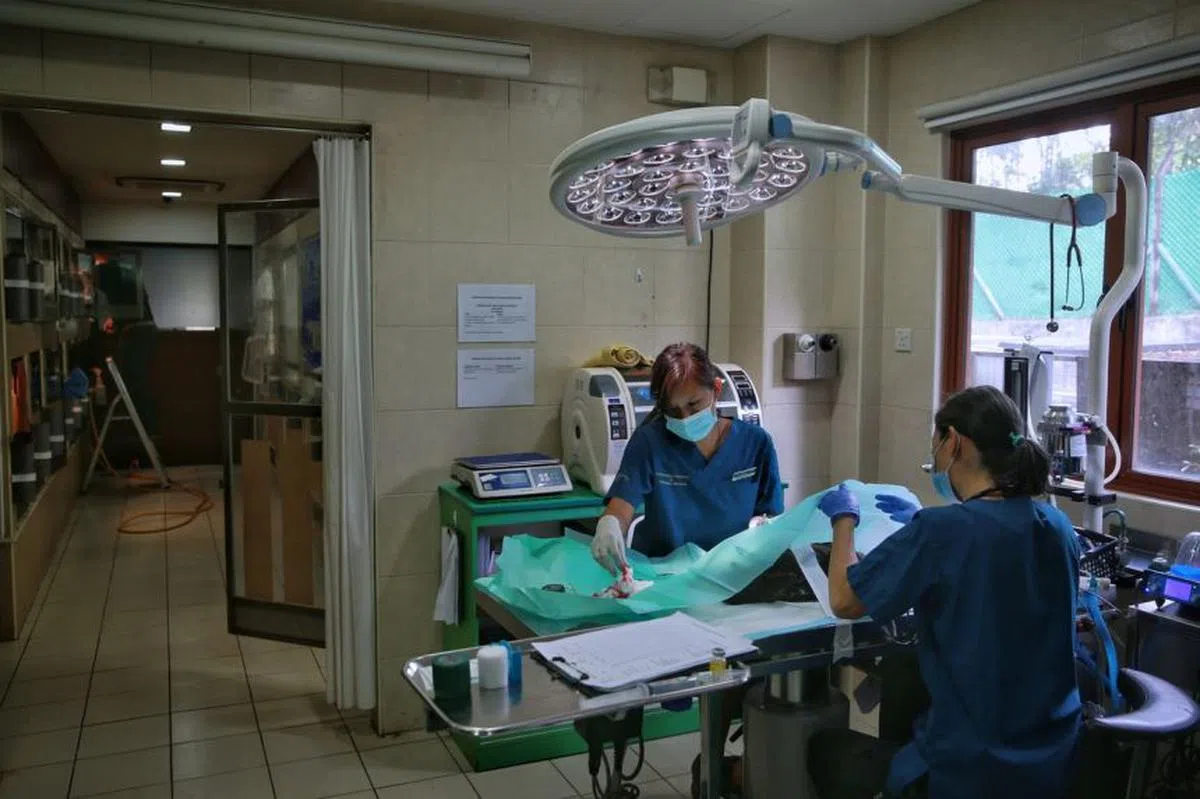  兽医与护士正在为凤头鹰鵰动手术。（海峡时报） 