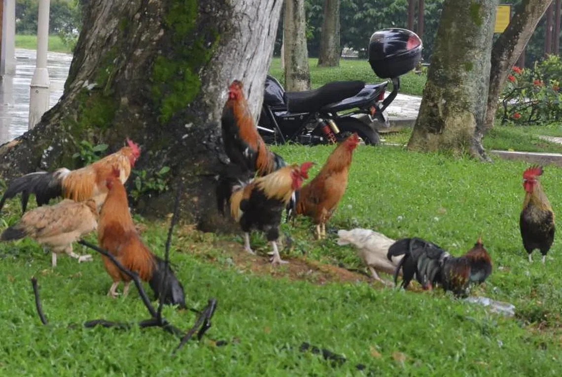 居民为何决定大发慈悲留下野鸡？（取自《新民日报》）