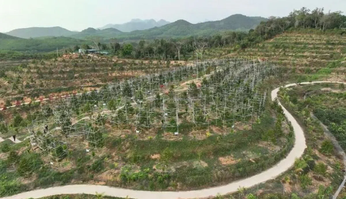 三亚有约1万多亩农地用作种植榴梿。（央视新闻）
