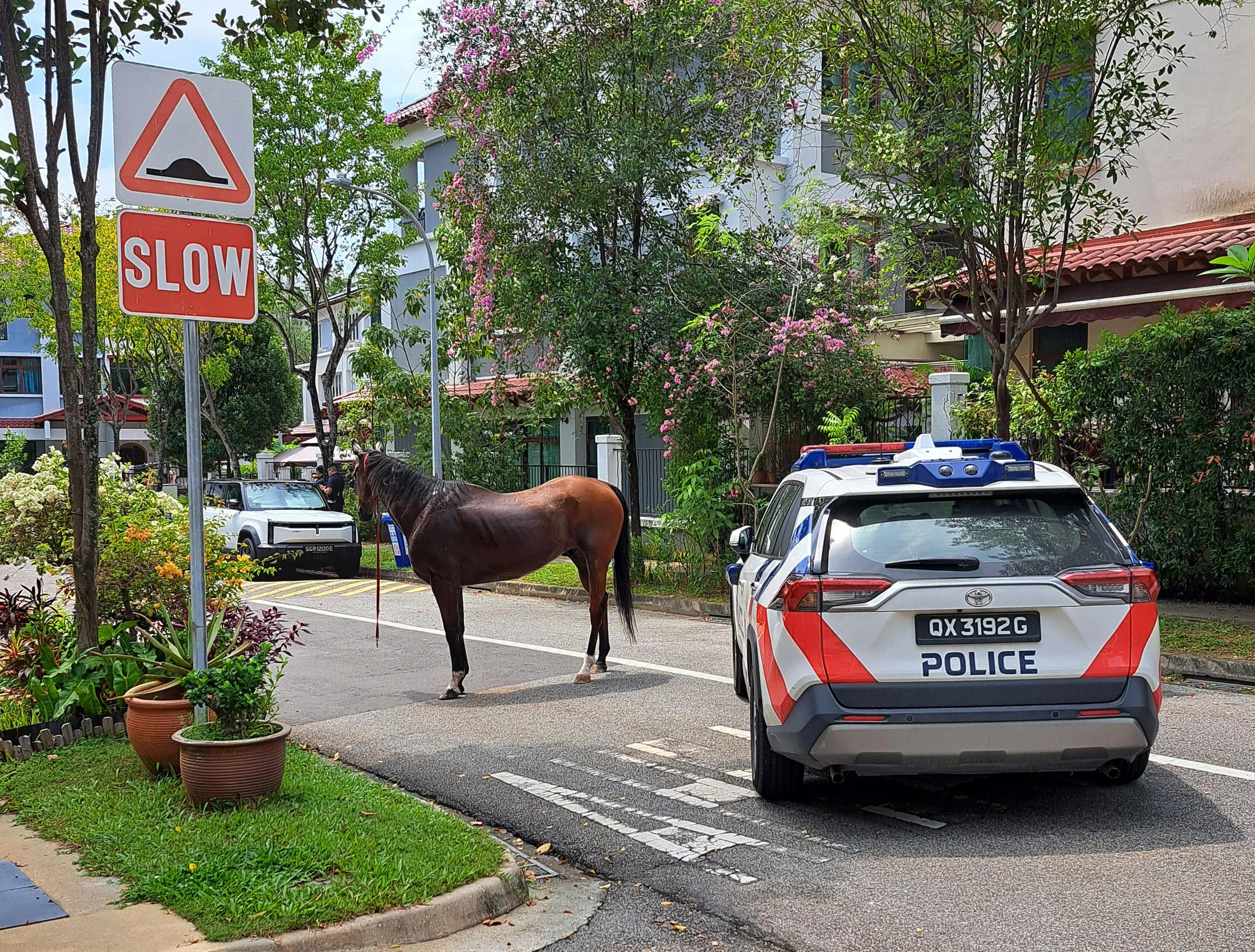 两辆警车在路上包抄马儿。