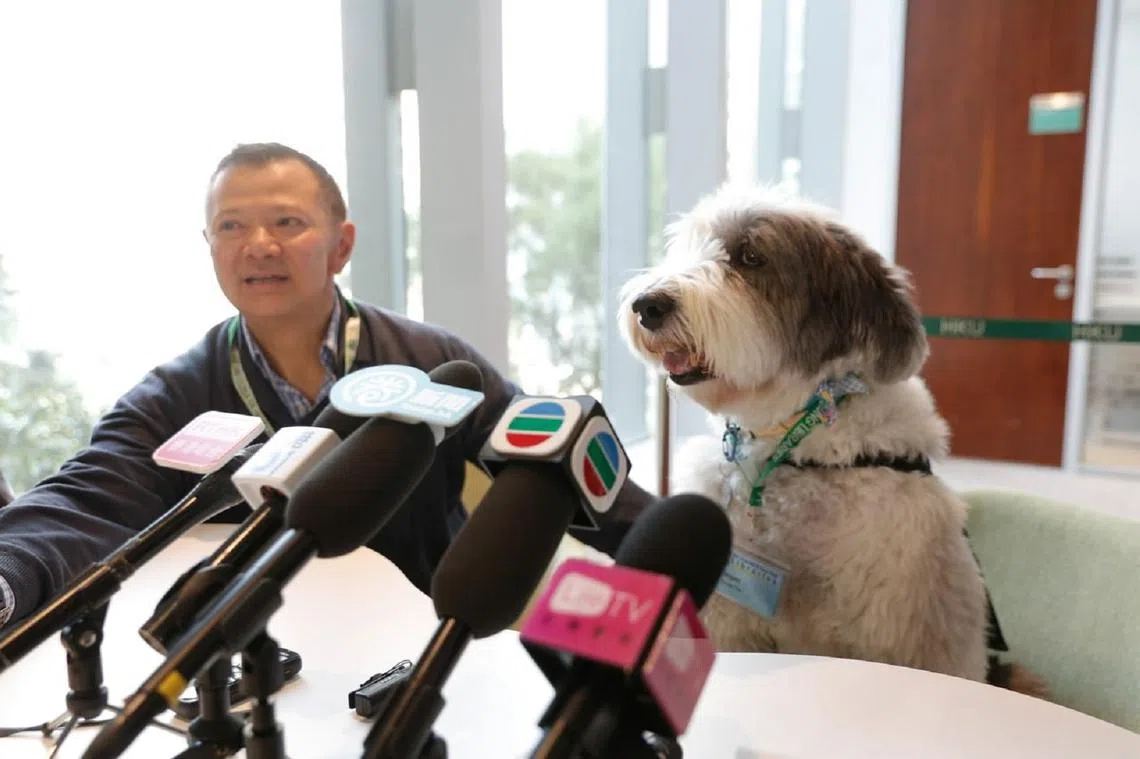 治愈犬Jasper面对香港媒体采访时毫不怯场，一脸憨样。左边是犬主陈洪华（Gary Chin），他也是香港大学图书馆的公关及发展经理。（南华早报）
