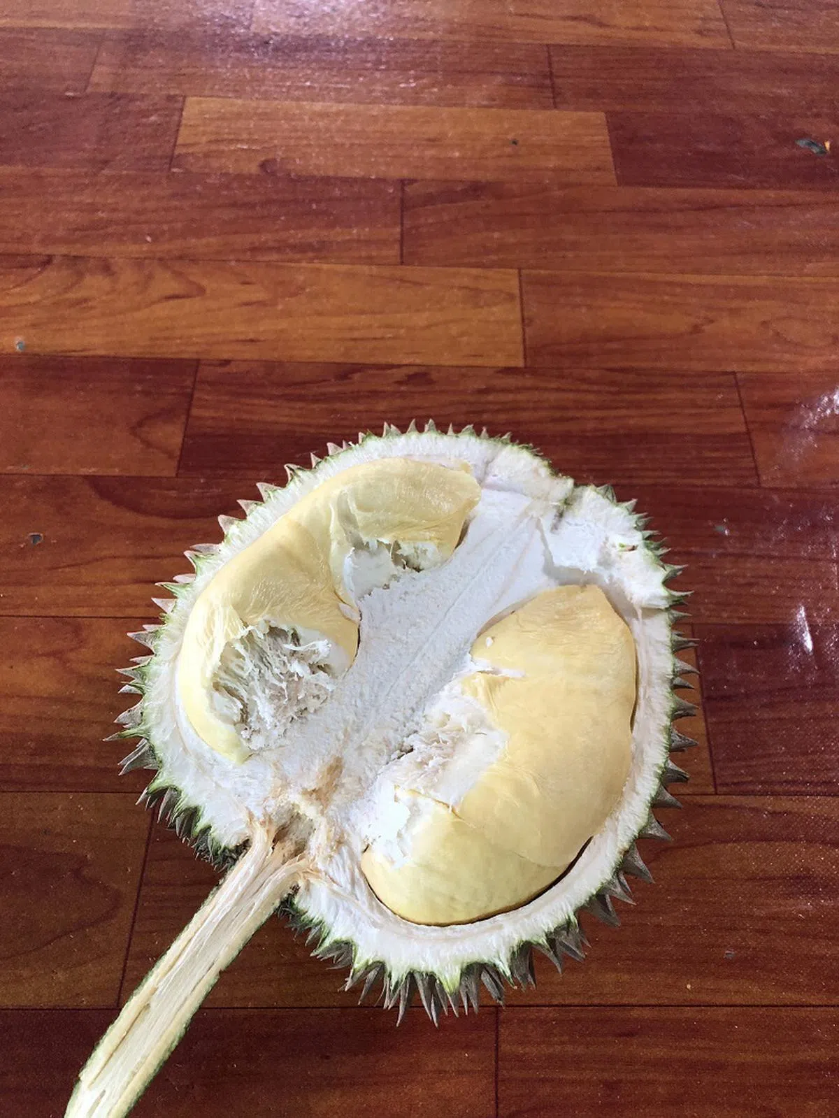  槟城产的长蒂榴梿，因为蒂较长而得名。（叶孝忠摄） 