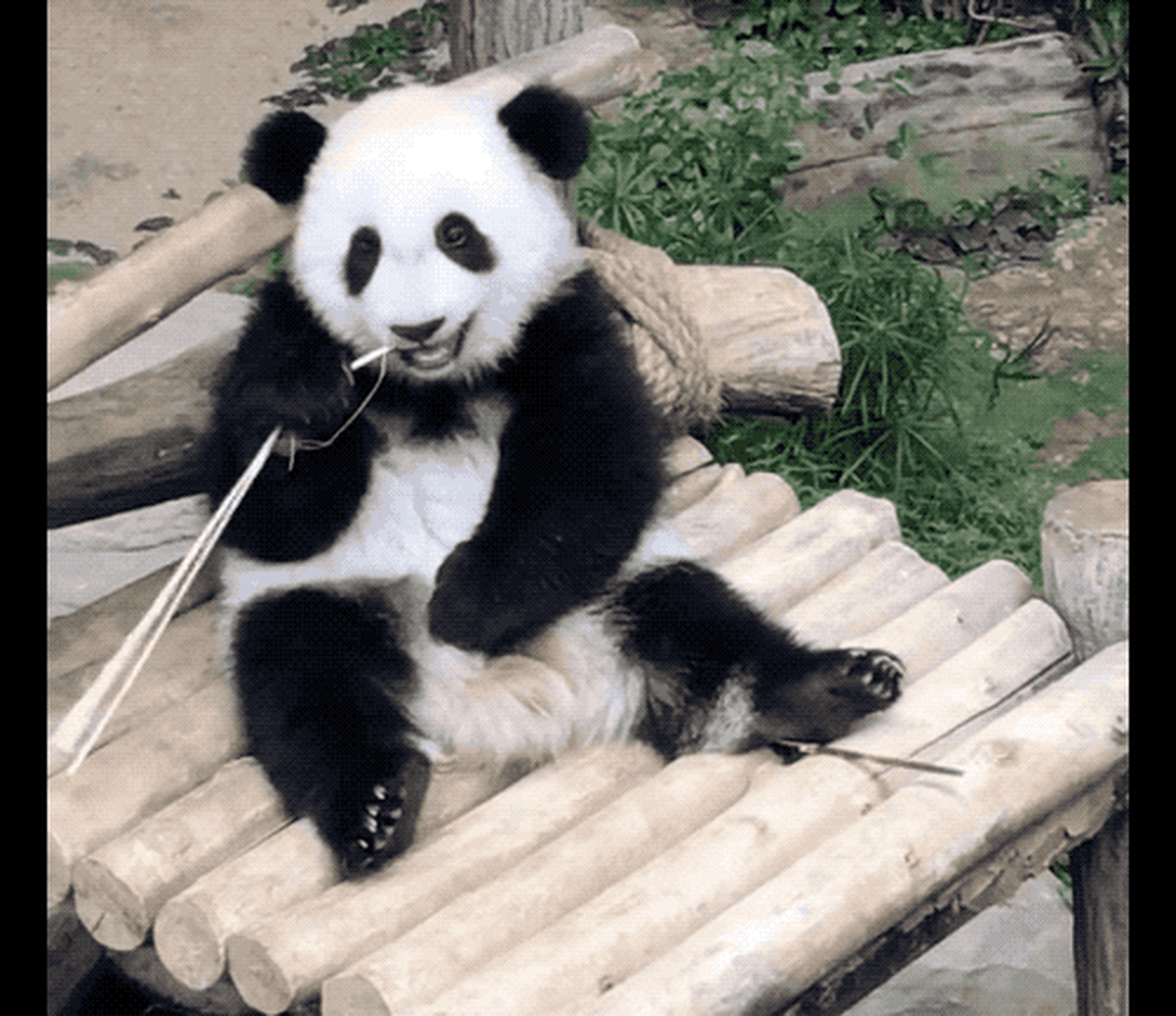  暖暖妹妹一吃竹子就会露出招牌笑容。 