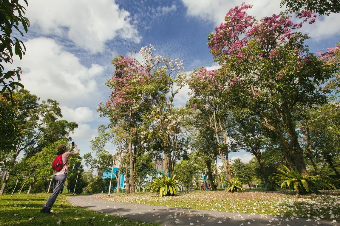 随着“新加坡樱花季”展开，本地政治人物也来了场“赏花打卡大比拼”。（Tan Yong Lin 面簿）