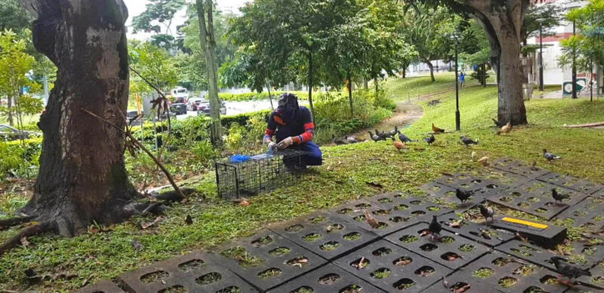  据现场观察，当局聘请了害虫公司进行捕捉野鸡的工作，工作人员利用米粒吸引野鸡，并引导它们进入笼子。（联合早报）​​​ 