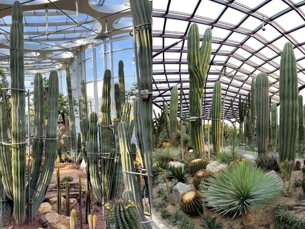 左图为上海温室花园的仙人掌，右图为海湾花园的仙人掌。（取自noteggtan的TikTok账户/滨海湾花园）