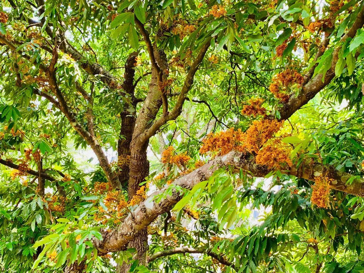  橘黄色的花蕊从远处看还真仿佛一团团火焰开在树上。（国家公园局） 