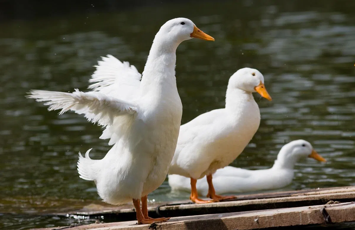 羽毛球通常由16片重叠的羽毛（业内人称为毛片）制成，是来自鸭与鹅身上的大羽，而一只鸭或鹅最多只能提供14片。（ALAMY）