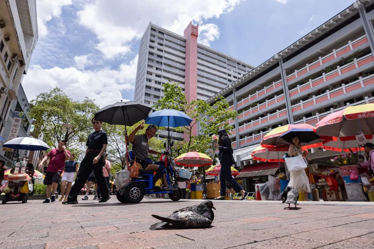 新加坡高温天气让鸽子都倦怠。（海峡时报）