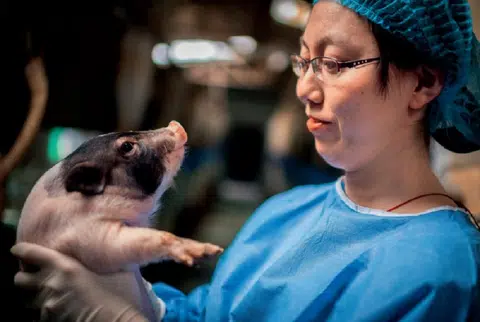 设计对白：“小猪猪，谢谢你的牺牲和贡献。”（路透社）