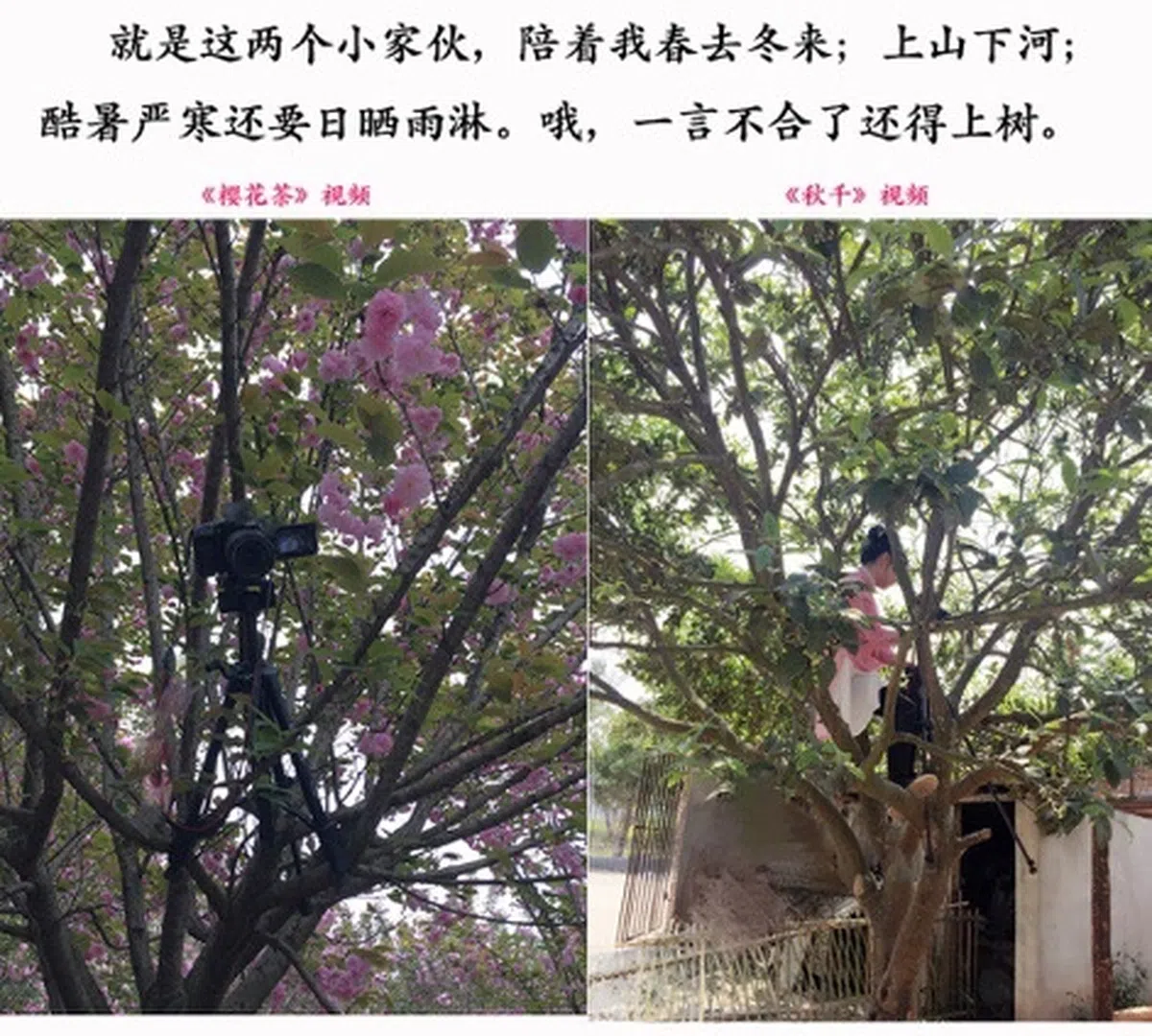  （李子柒微博） 