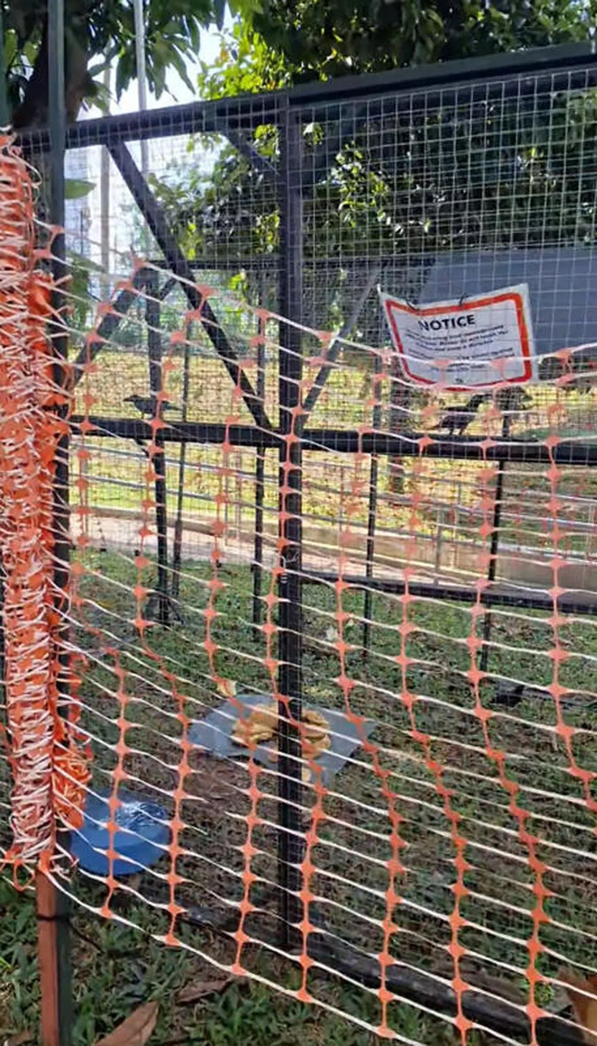 诱捕家鸦的铁笼。（新明日报）