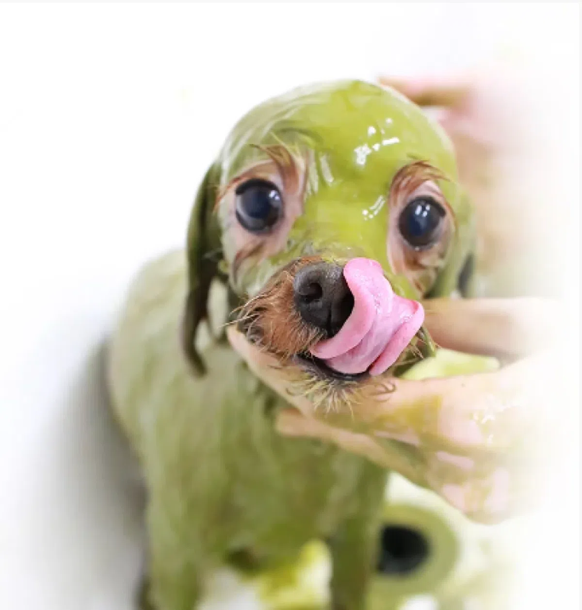 阿育吠陀水疗。（Dollhouse Pets网站）