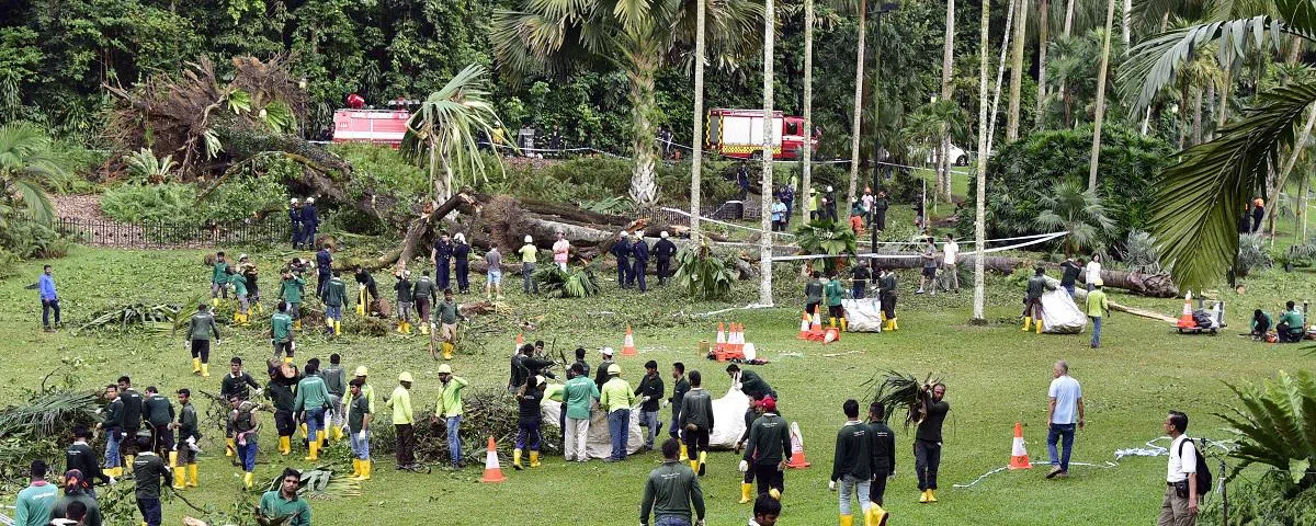  植物园内轰然倒下的古树（联合早报） 