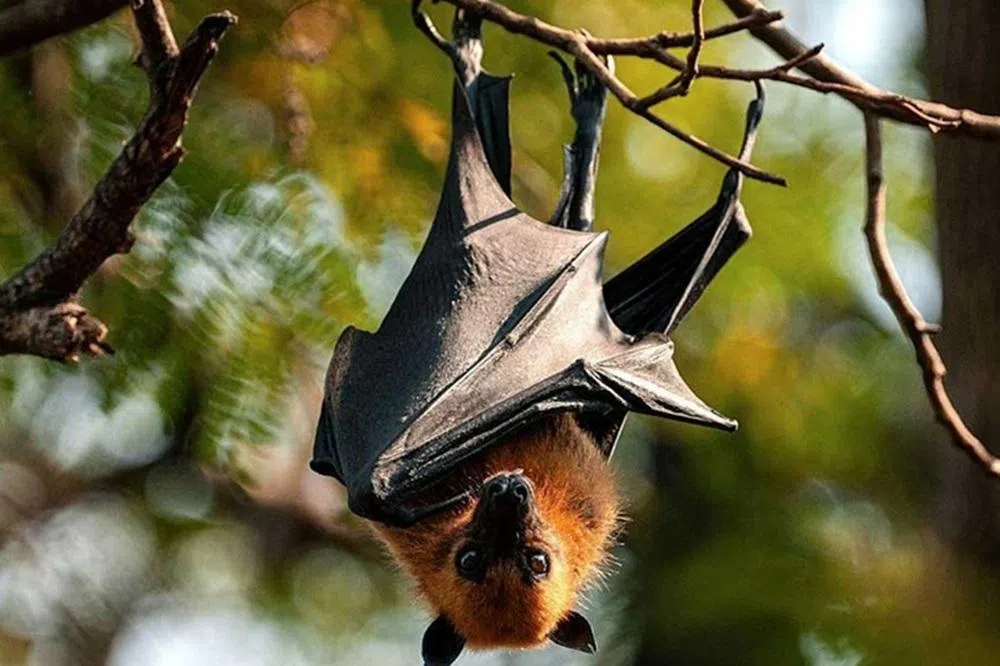 果蝠是立百病毒的天然宿主。