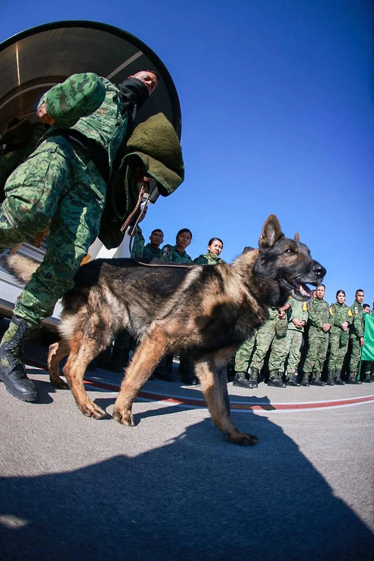 墨西哥搜救犬Proteo上周六在搜救时被残骸砸中后过世。（法新社）
