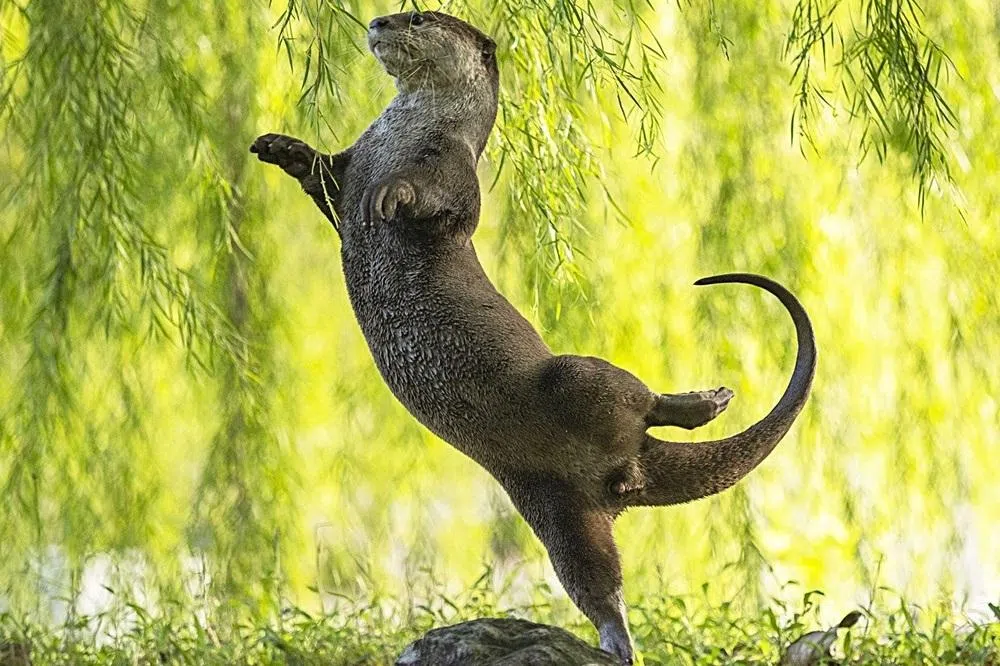 这张照片拍摄于碧山公园。当时，其中一只水獭双手张开、单脚站立，尾巴高高翘起，试图抓住垂下的树枝，姿势宛如一名正在谢幕的芭蕾舞者。