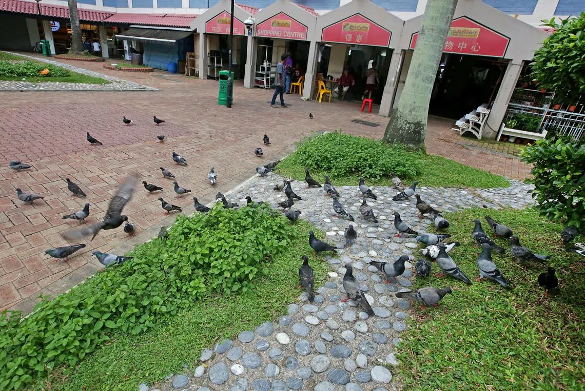 有些政府组屋区因为有居民喂养野鸽，经常出现几十只鸽子出来觅食。（新明日报）