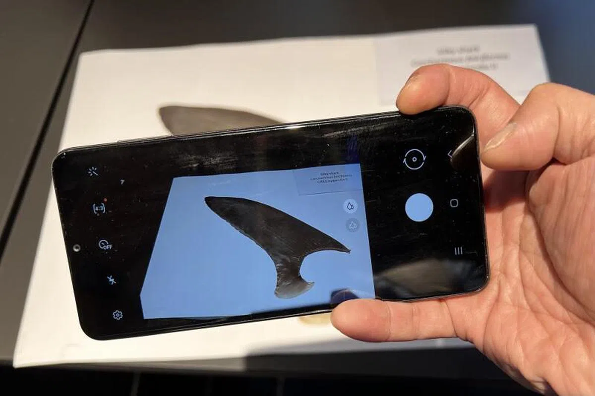 这是亚洲首个通过人工智能技术识别鱼翅的手机应用。（联合早报）