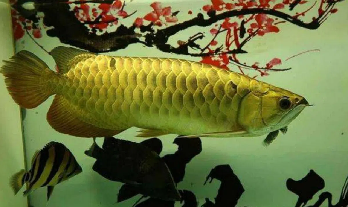 金光闪闪的“全金盔”金龙鱼，被华人视为好运和财富的象征。（互联网）