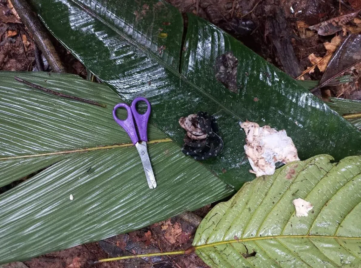 搜救团队一路上发现孩子们留下的线索，包括剪刀和发带。（路透社）