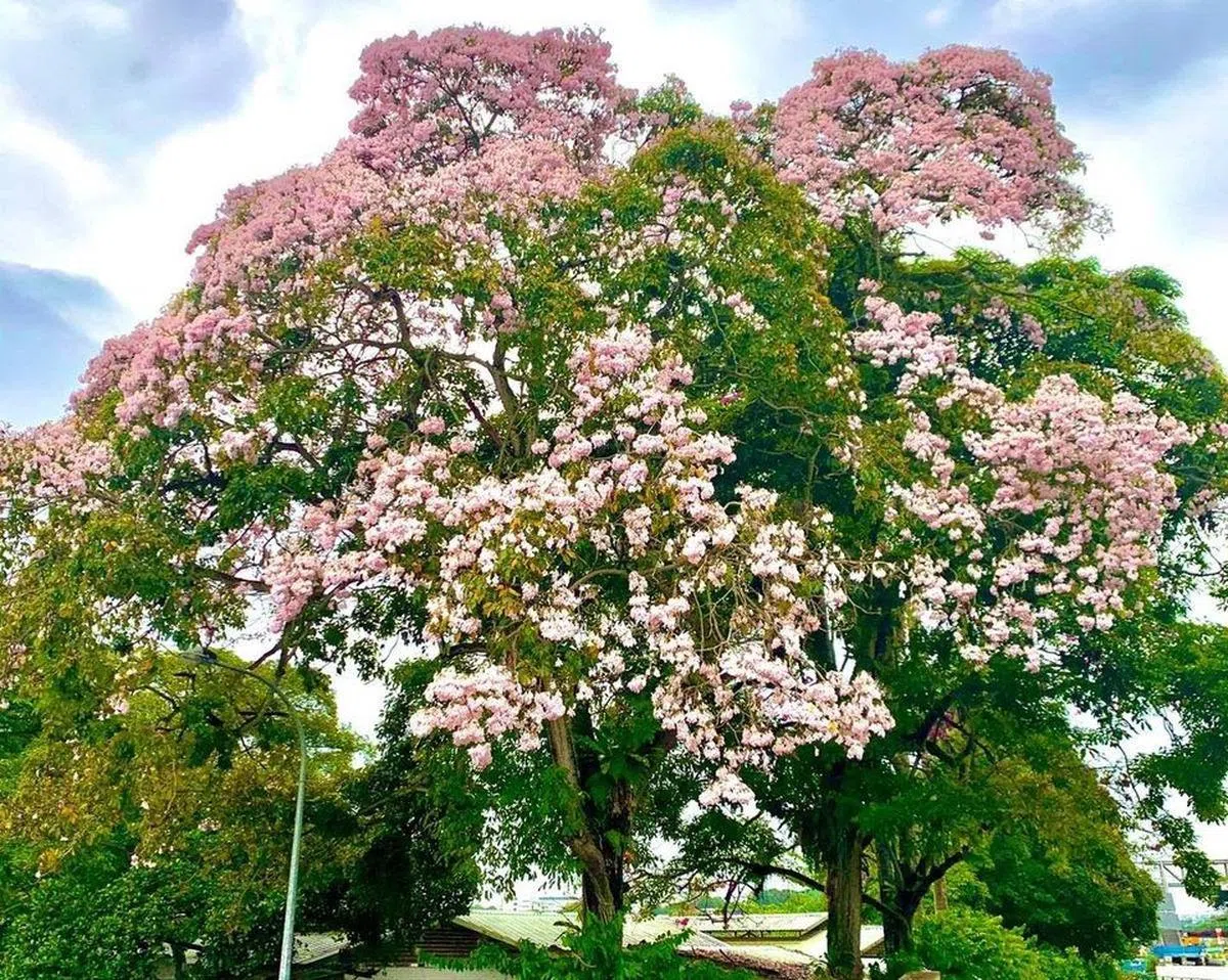  （国家公园局面簿） 