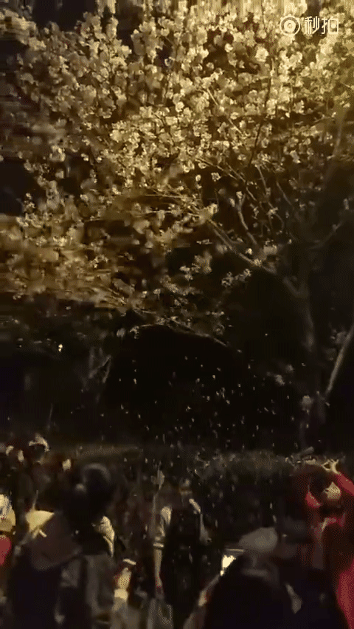  （武汉大学微博视频） 