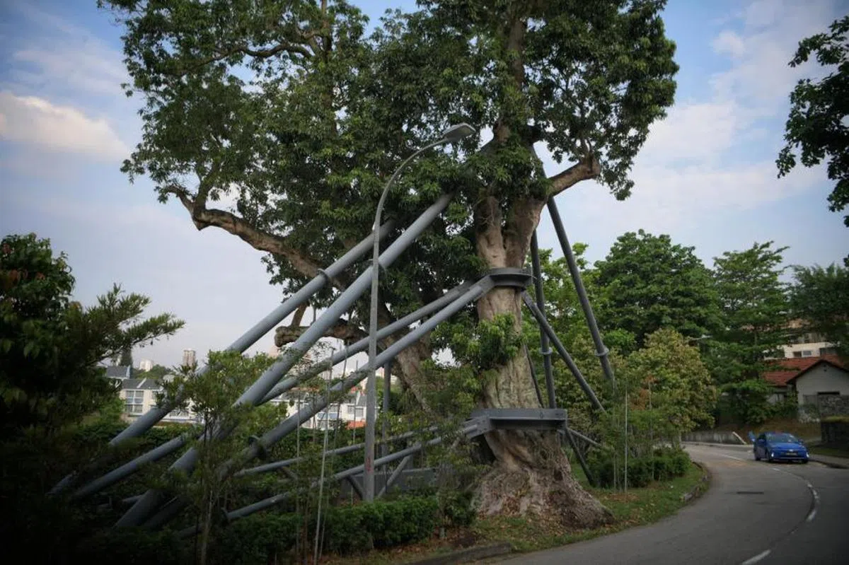  位于诺维娜玫瑰山的一棵百岁荔枝树，可见树干及枝条被钢架支撑，加固稳定性。（海峡时报） 