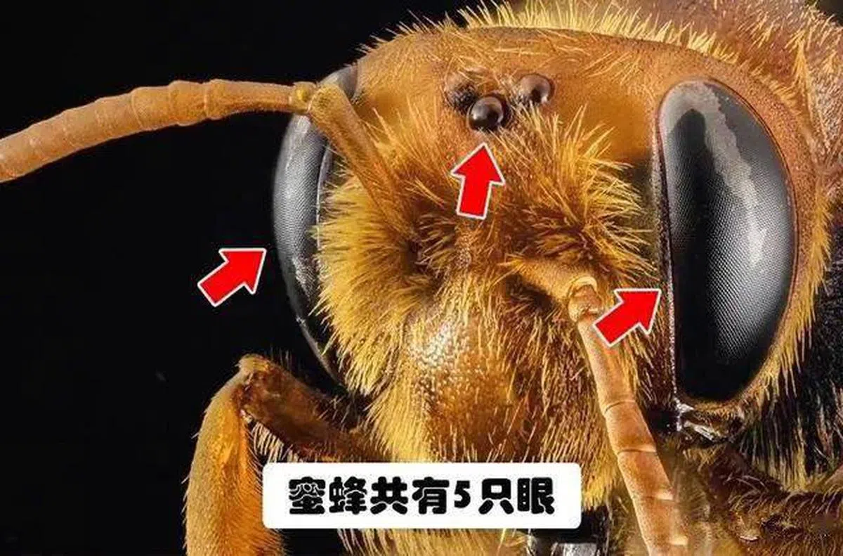 蜜蜂的五只眼睛。（互联网）