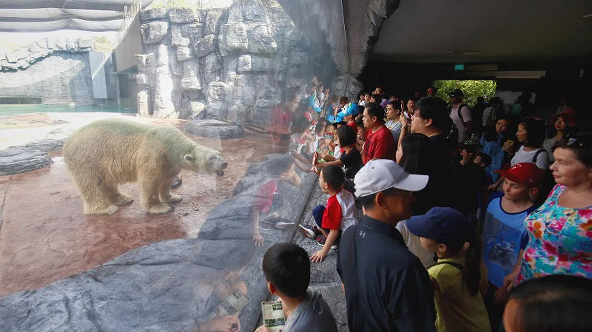  伊努卡4月初与前来看它最后一眼的人们互动时，显得老态龙钟行动缓慢、身上也长满青苔。（联合早报） 