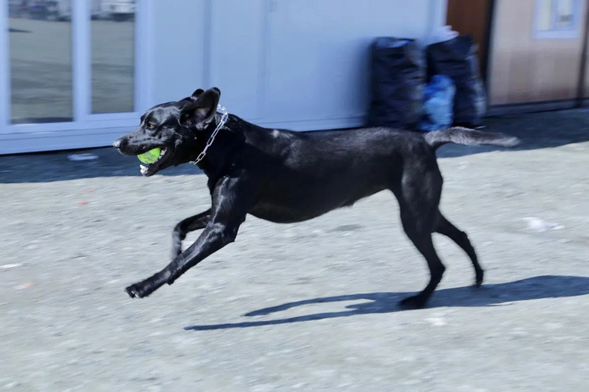 搜救犬参与救援之余，也有闲暇时间玩乐。图为拉布拉多寻回犬Frenchy。（取自民防部队脸书）